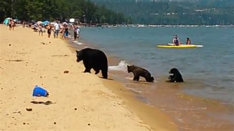 St. Louis area family encounters bear on Florida beach   